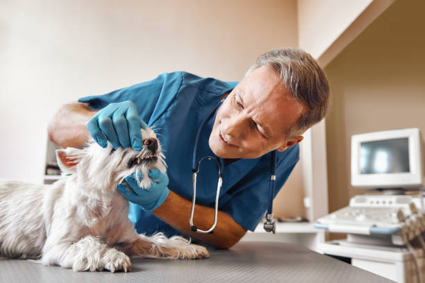 Best Emergency Dentist for Special Needs Patients in New Fairview, TX